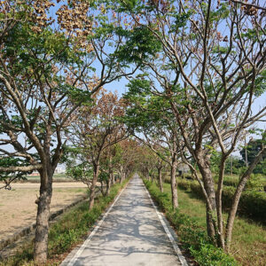 MSTW 06 陽光電城公園 → 茄拔天后宮