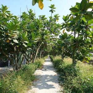 MSTW 07 茄拔天后宮岔 → 烏山頭水庫風景區售票口