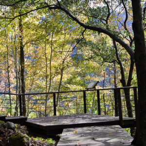 MSTW 22 里佳林間步道 → 賞楓步道