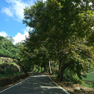 MSTW 23 里佳部落 → 達邦部落