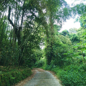 MSTW 25 特富野部落 ( 產業道路 ) → 特富野古道