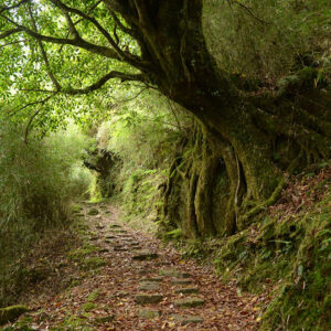 MSTW 29 鹿林小徑 → 麟趾山鞍部