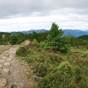 MSTW 30 麟趾山鞍部 → 玉山登山口