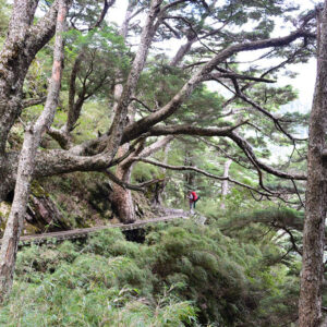 MSTW 31 玉山主峰線